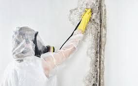 Best Water Damage & Mold Remediation  in USA